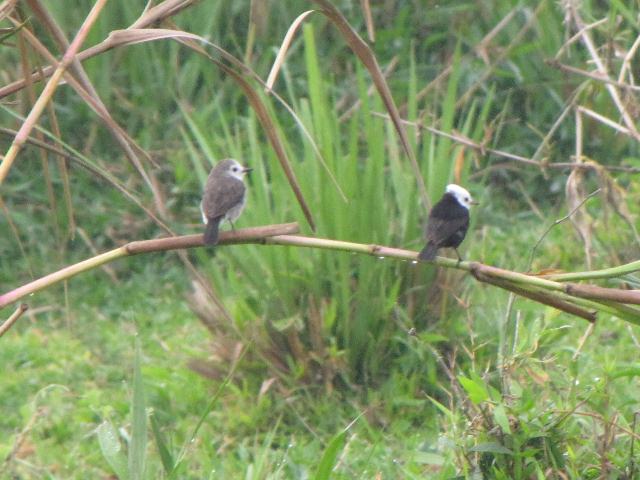 White-headed Marsh-Tyrant