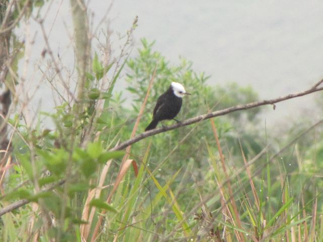 White-headed Marsh-Tyrant