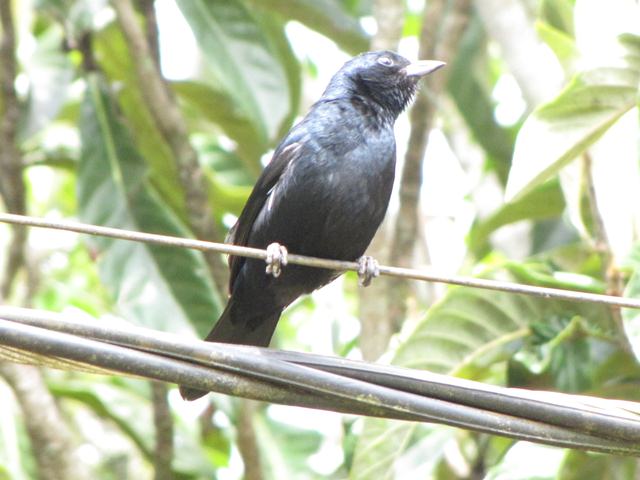 White-lined Tanager