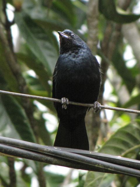 White-lined Tanager