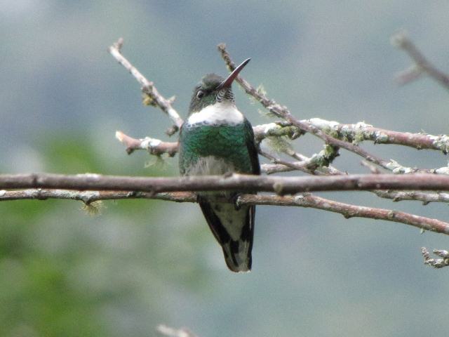 White-throated Hummingbird