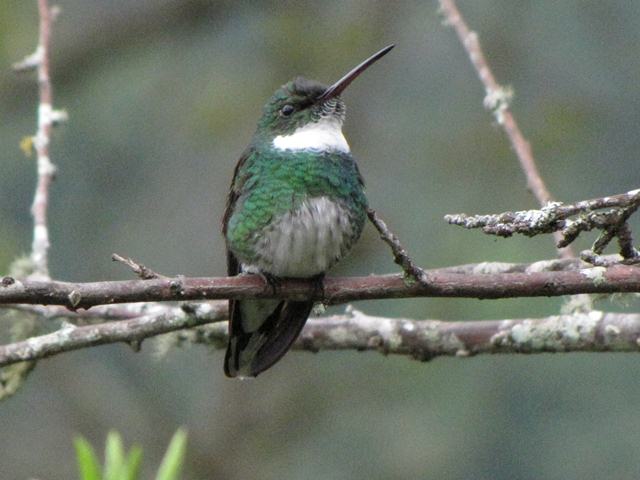 White-throated Hummingbird