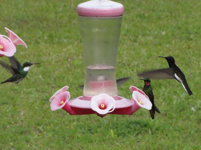 White-throated Hummingbird