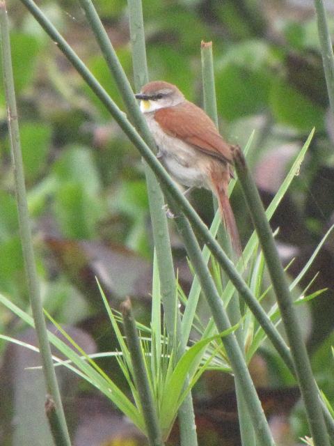 Yellow-chinned Spinetail