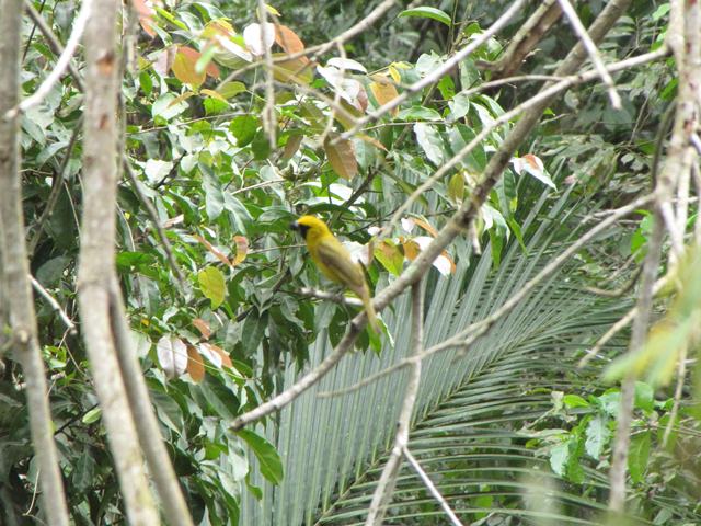 Yellow-green Grosbeak