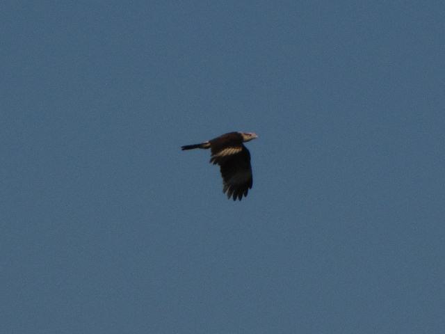 Yellow-headed Caracara