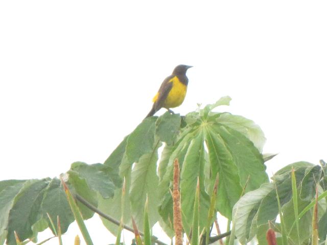 Yellow-rumped Marshbird