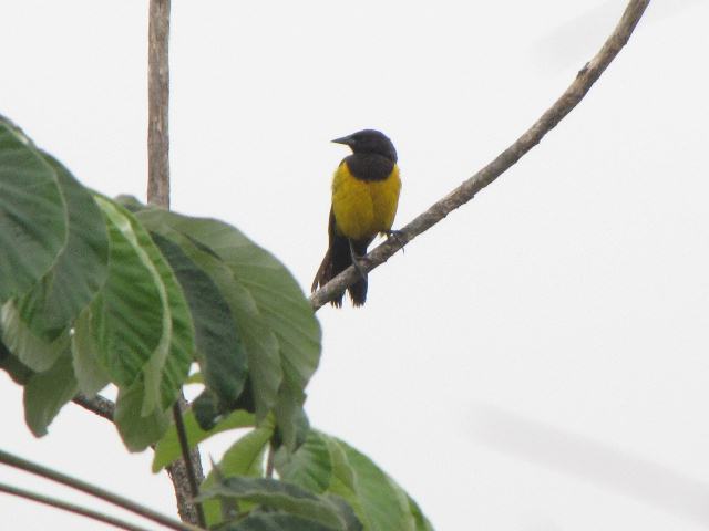 Yellow-rumped Marshbird