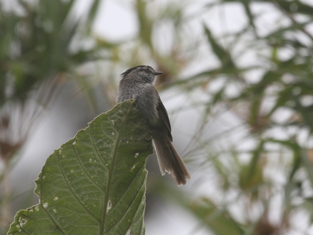 Unstreaked Tit-Tyrant