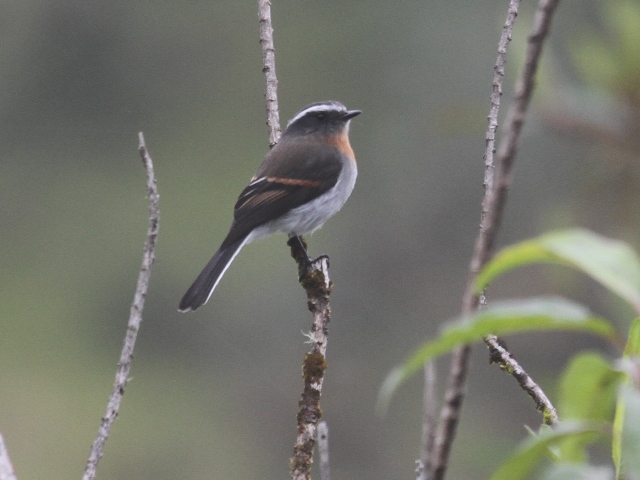 Rufous-breasted Chat-Tyrant