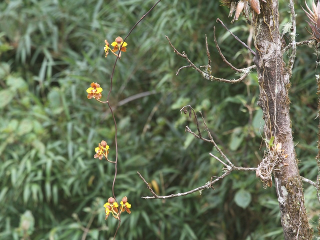 Orchids in bloom