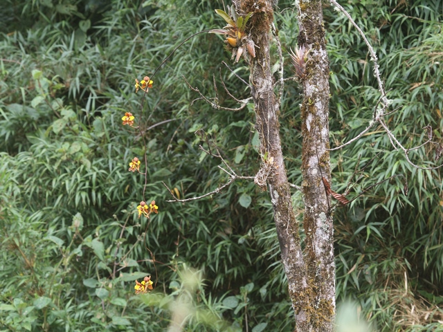 Orchids in bloom