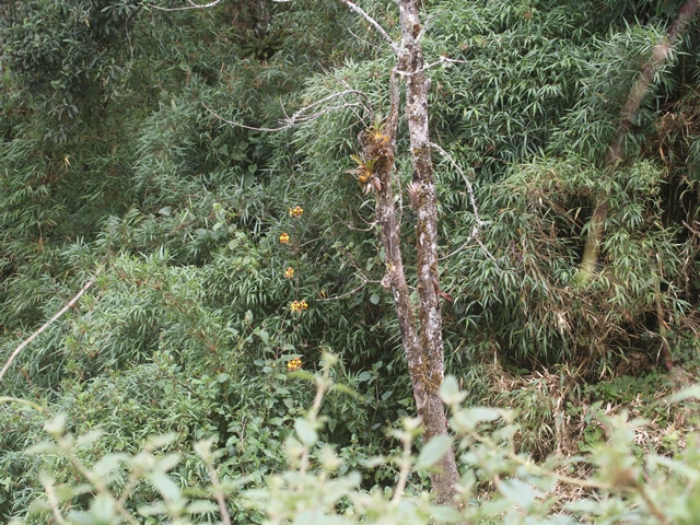 Orchids in bloom