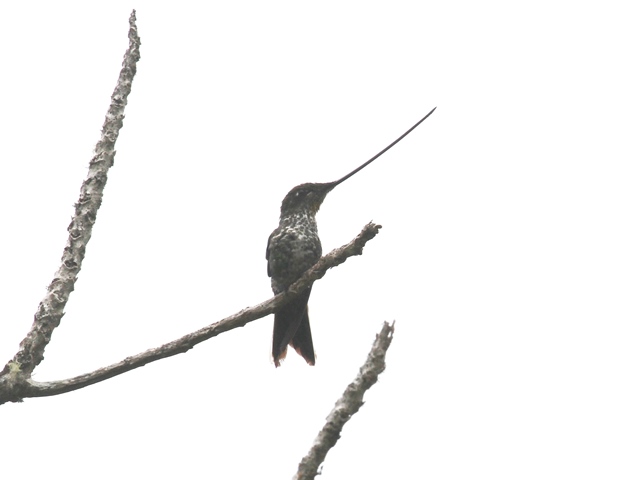 Sword-billed Hummingbird