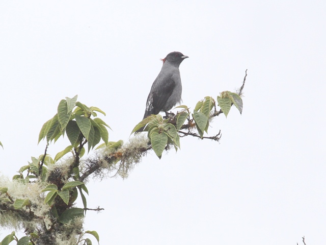 Red-crested Cotinga