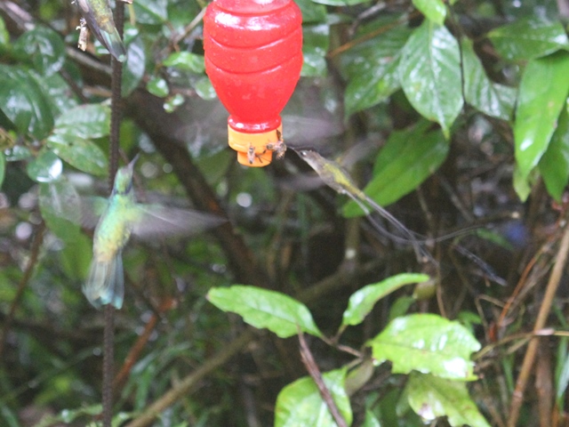 Marvelous Spatuletail and Sparkling Violetear