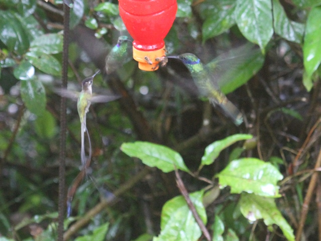 Marvelous Spatuletail and Sparkling Violetear