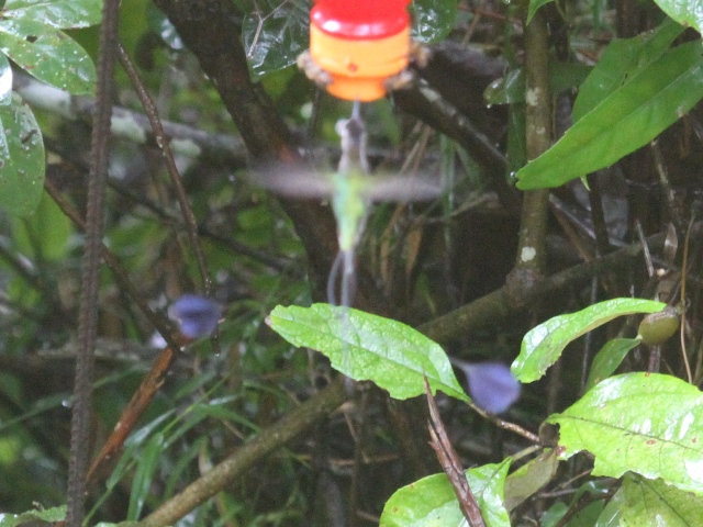 Marvelous Spatuletail