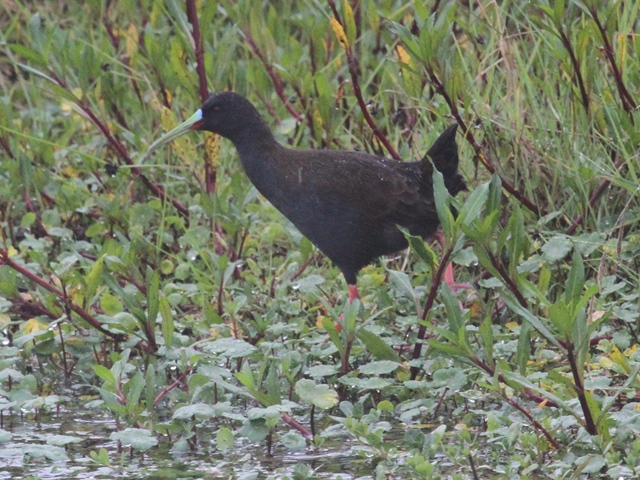 Plumbeous Rail