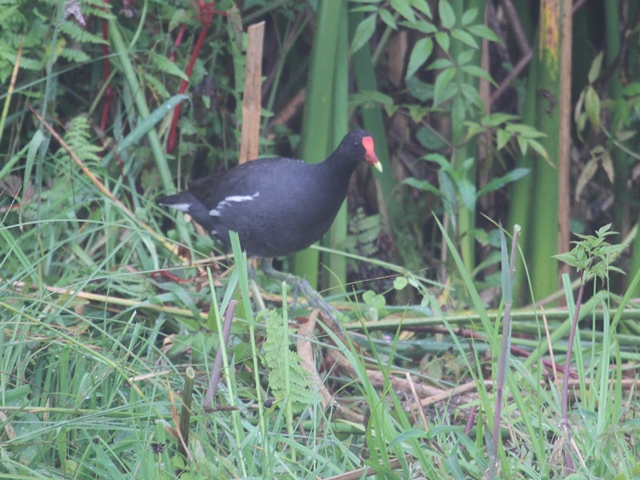 Common Gallinule