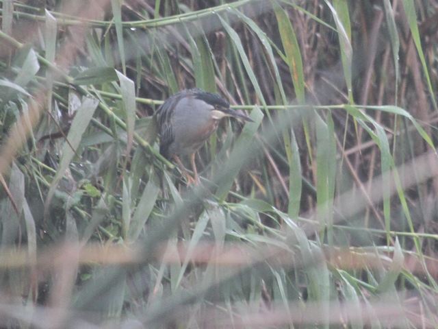 Striated Heron