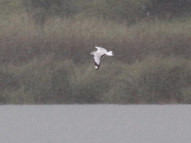 Andean Gull