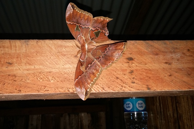 moth