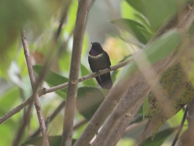 Amethyst-throated Sunangel