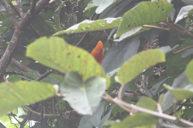 Andean Cock-of-the-rock