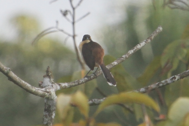 Black-capped Donacobius