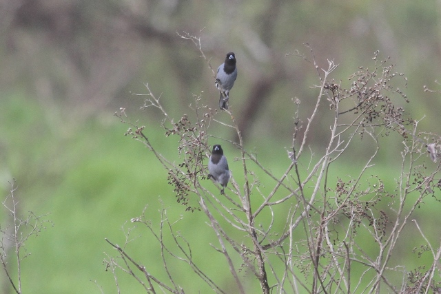 Black-faced Tanager