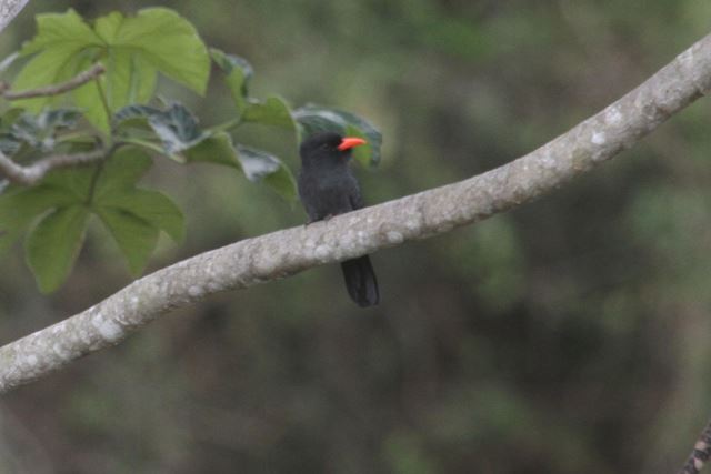 Black-fronted Nunbird