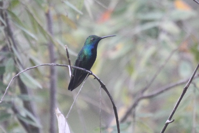 Black-throated Mango