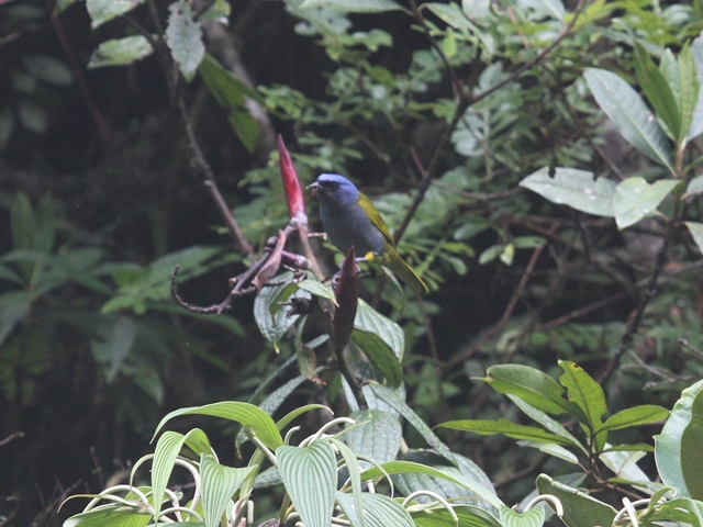 Blue-capped Tanager