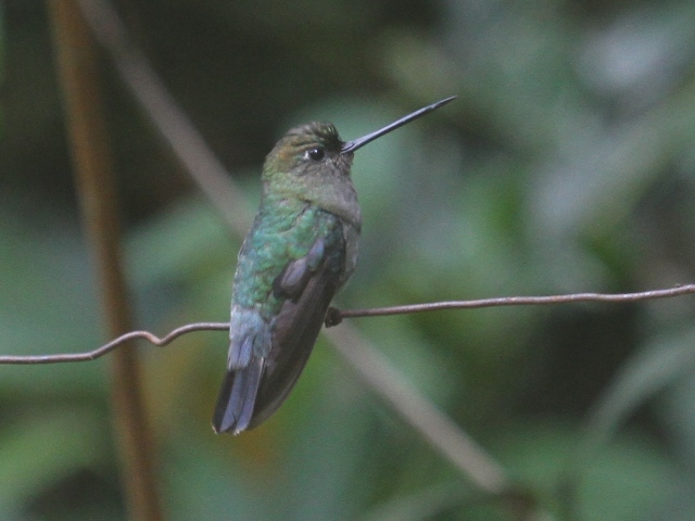 Blue-fronted Lancebill