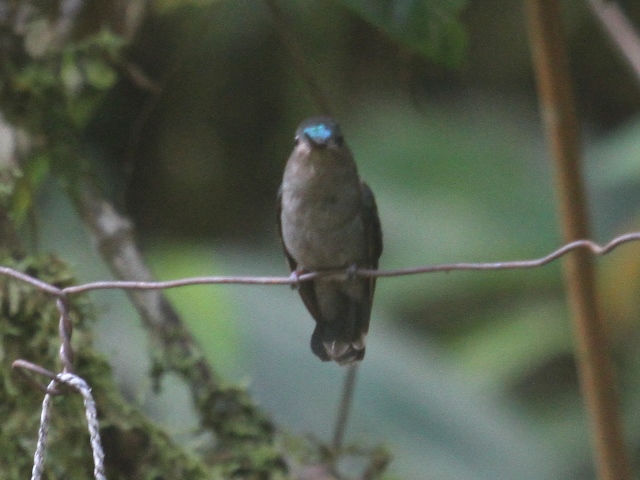 Blue-fronted Lancebill