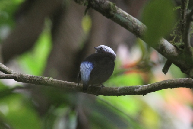 Blue-rumped Manakin