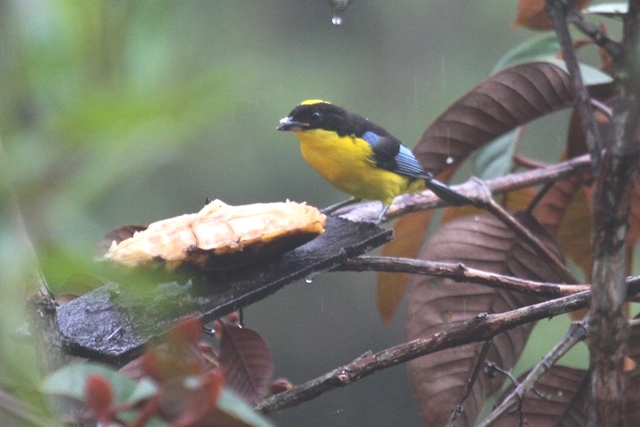 Blue-winged Mountain-Tanager