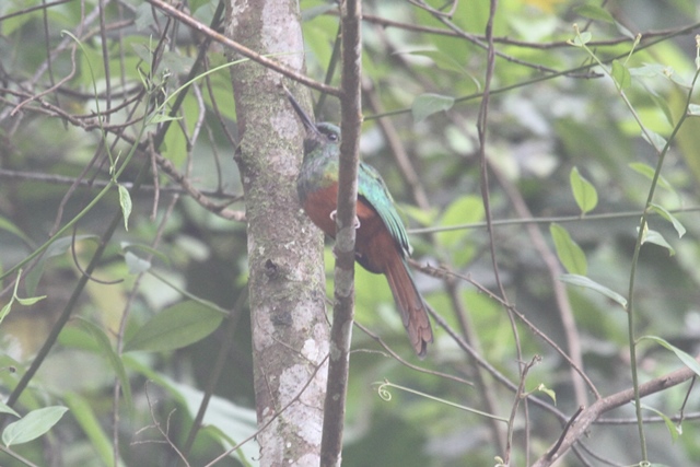 Bluish-fronted Jacamar