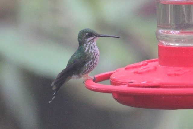 Booted Racket-tail