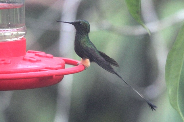 Booted Racket-tail