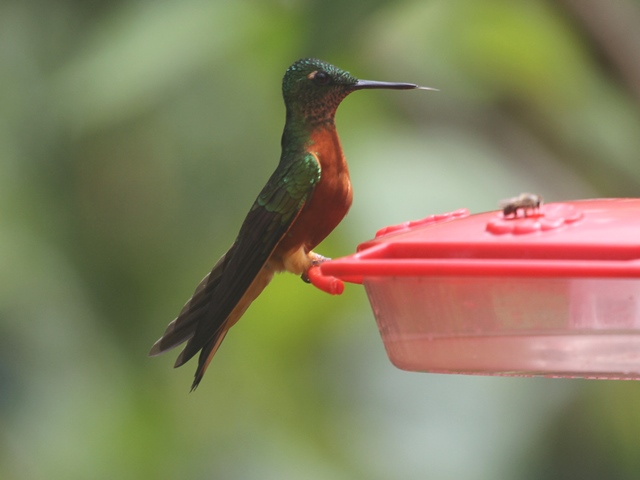 Chestnut-breasted Coronet