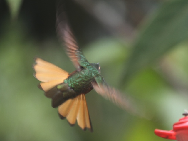 Chestnut-breasted Coronet