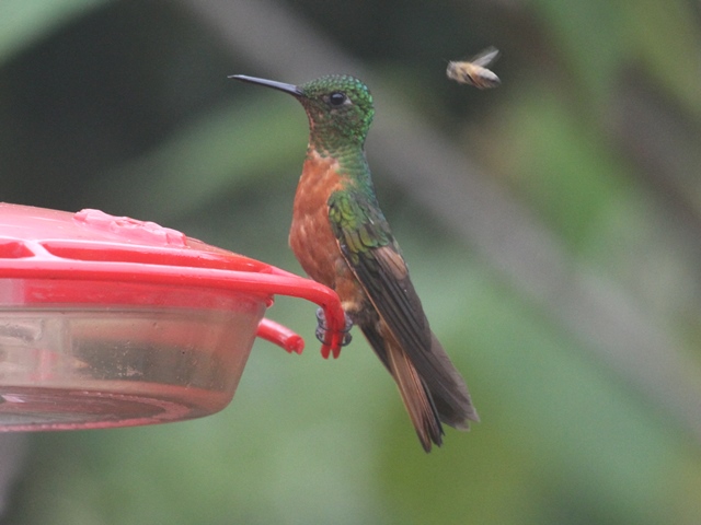 Chestnut-breasted Coronet