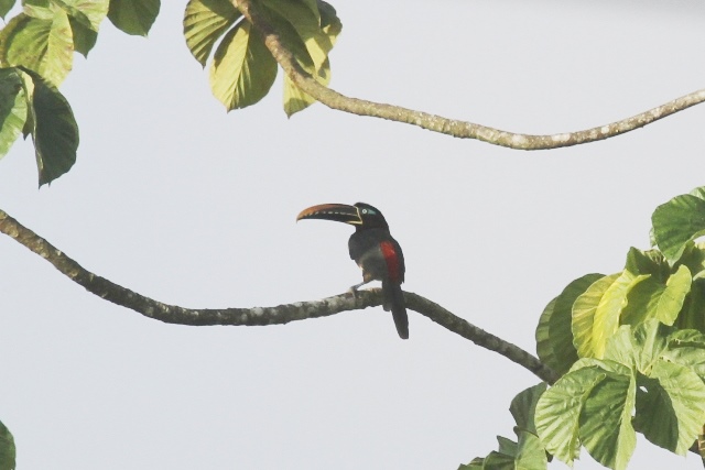 Chestnut-eared Aracari