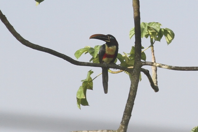 Chestnut-eared Aracari