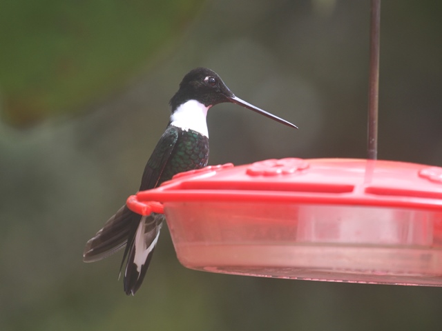 Collared Inca