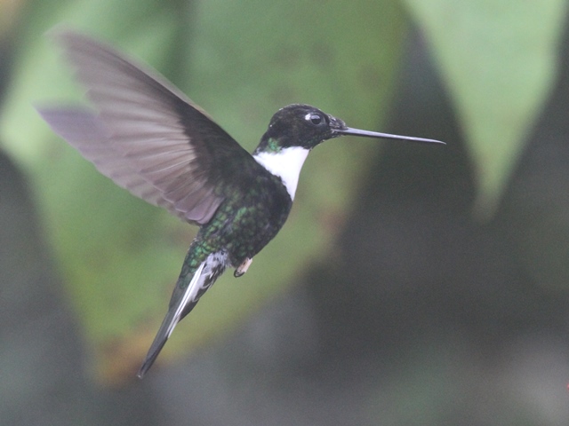 Collared Inca