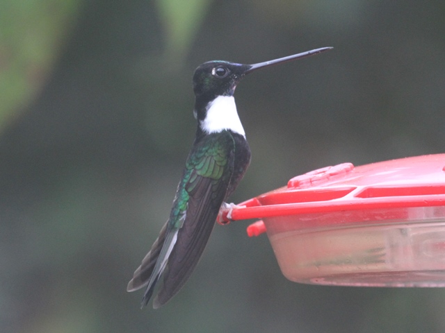 Collared Inca