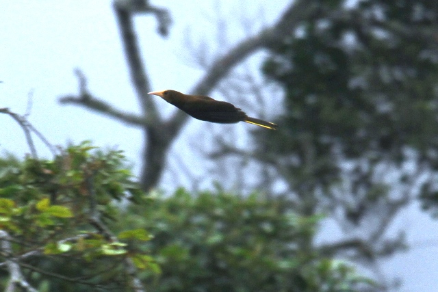 Crested Oropendola